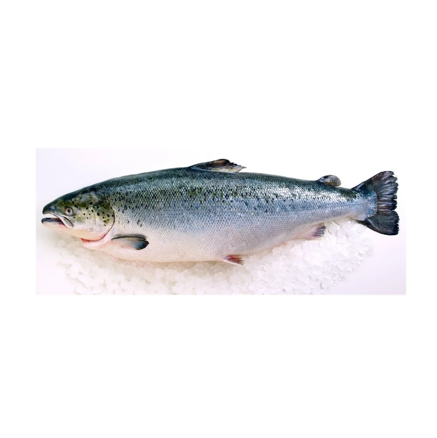 Cheap Price Bulk Sale Top Quality Frozen Salmon Whole Fish wholesale sale From German Supplier