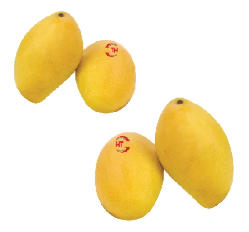 Vietnam Crop Organic Tropical Fresh Fruit Unripe Maturity Crunch Crisp Slightly Sweet Taste Siamese Keos Mango Carton Packaging