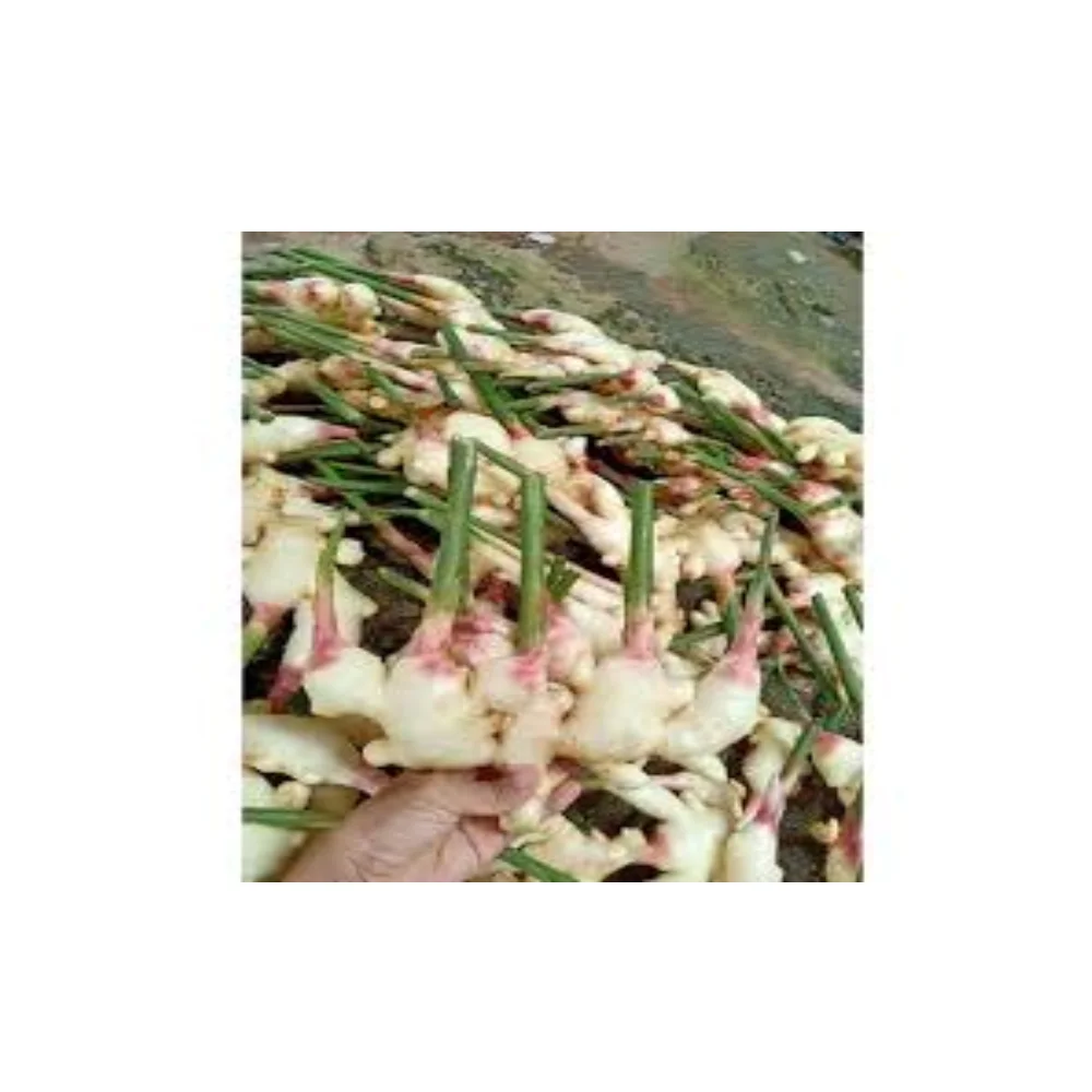 Selected Grade Of Fresh Ginger RL Supply Brand Quality Product From Thailand Manufacture Export Large Market
