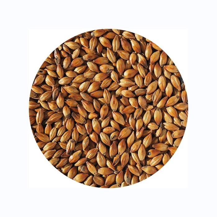 Barley for Malt, Barley Feed, Malted Barley Animal Feed Barley