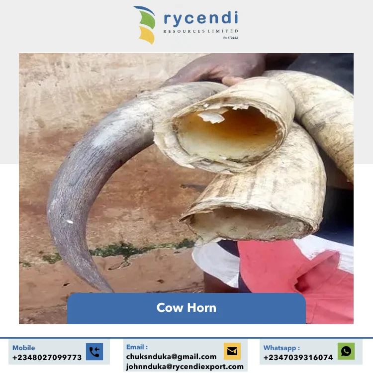 Superior Quality Hot Selling Craft Products Nigerian Origin Natural Crafts Cow Horns at Wholesale Market Price