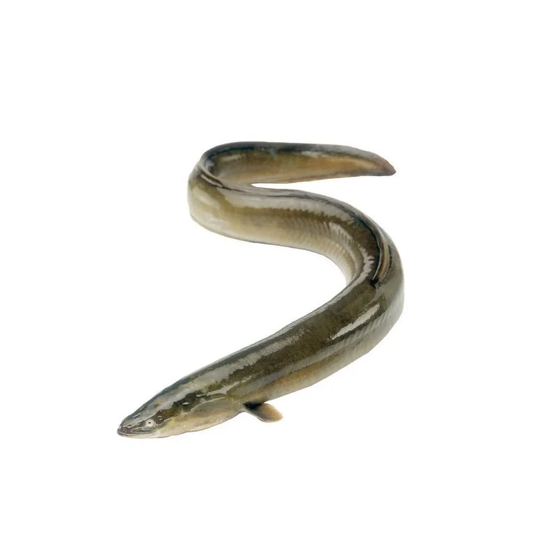Wholesale Factory Packaging Hot Sale Frozen Live Eel Fish Wholesale In Cheap Price Live Eels Conger Eel For Sale From Bangladesh