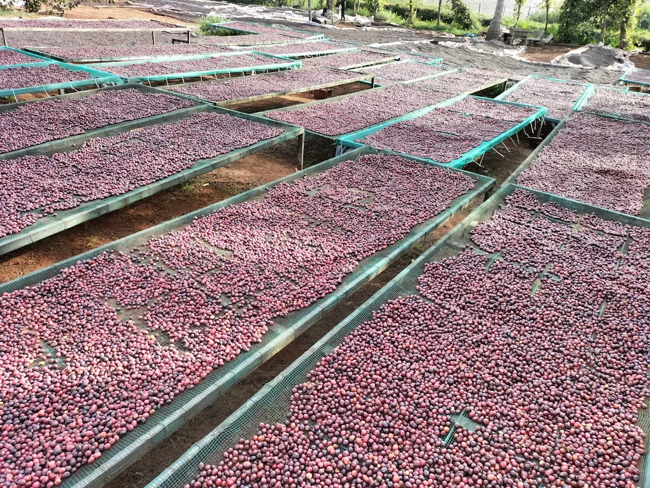 Оптовая продажа немытые кофейные зерна ROBUSTA G1 S16 класса премиум с влажной полировкой от ENeoHome