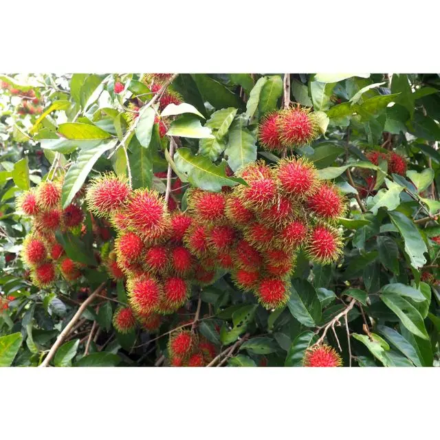 HOT Selling Rambutan Fruit From Thailand, Sweet and Natural Rambutan High Quality, Thailand Fresh Fruit Export