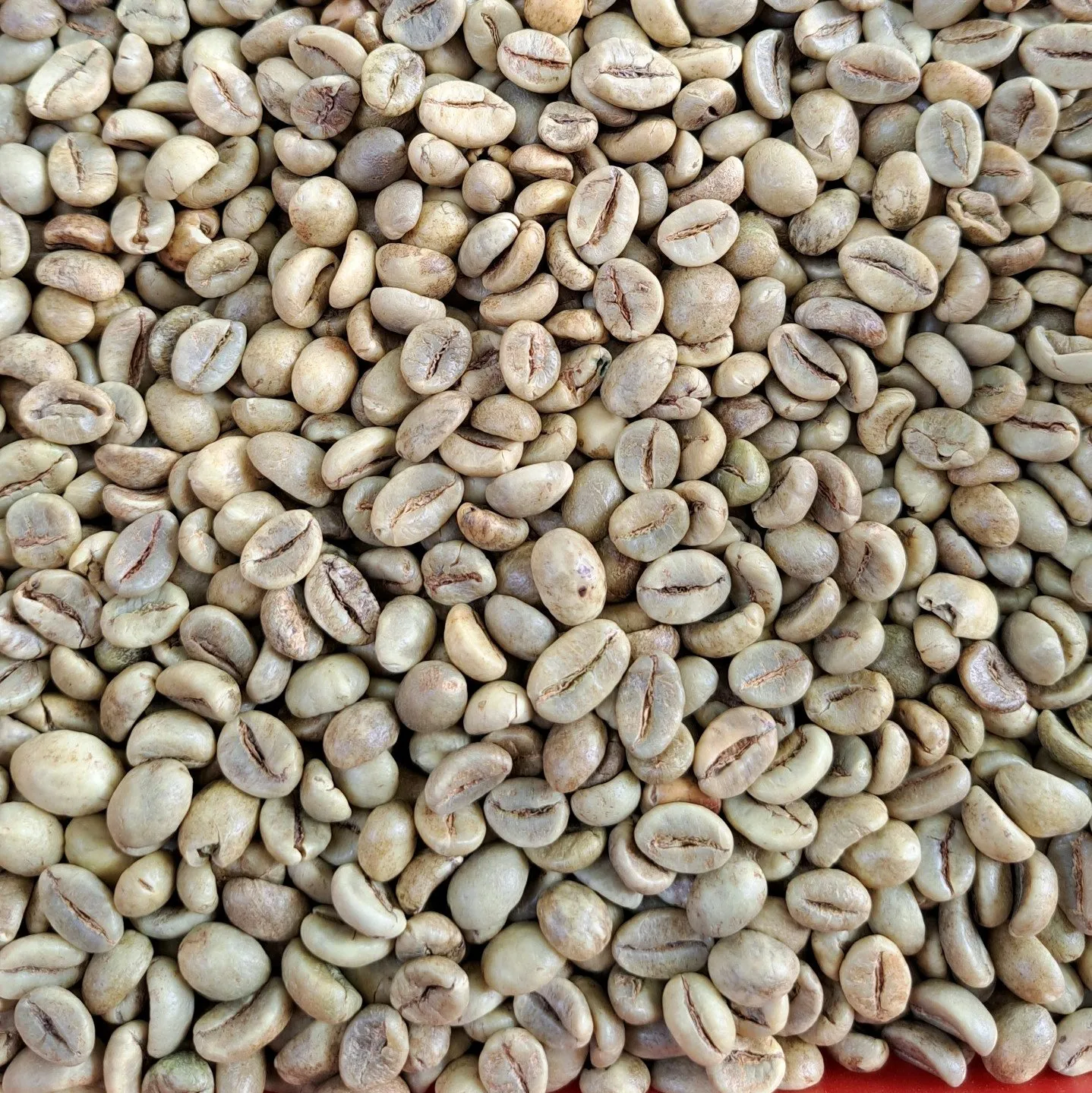 Кофейные зерна Robusta 1 класса вьетнамский кофейные экран 18