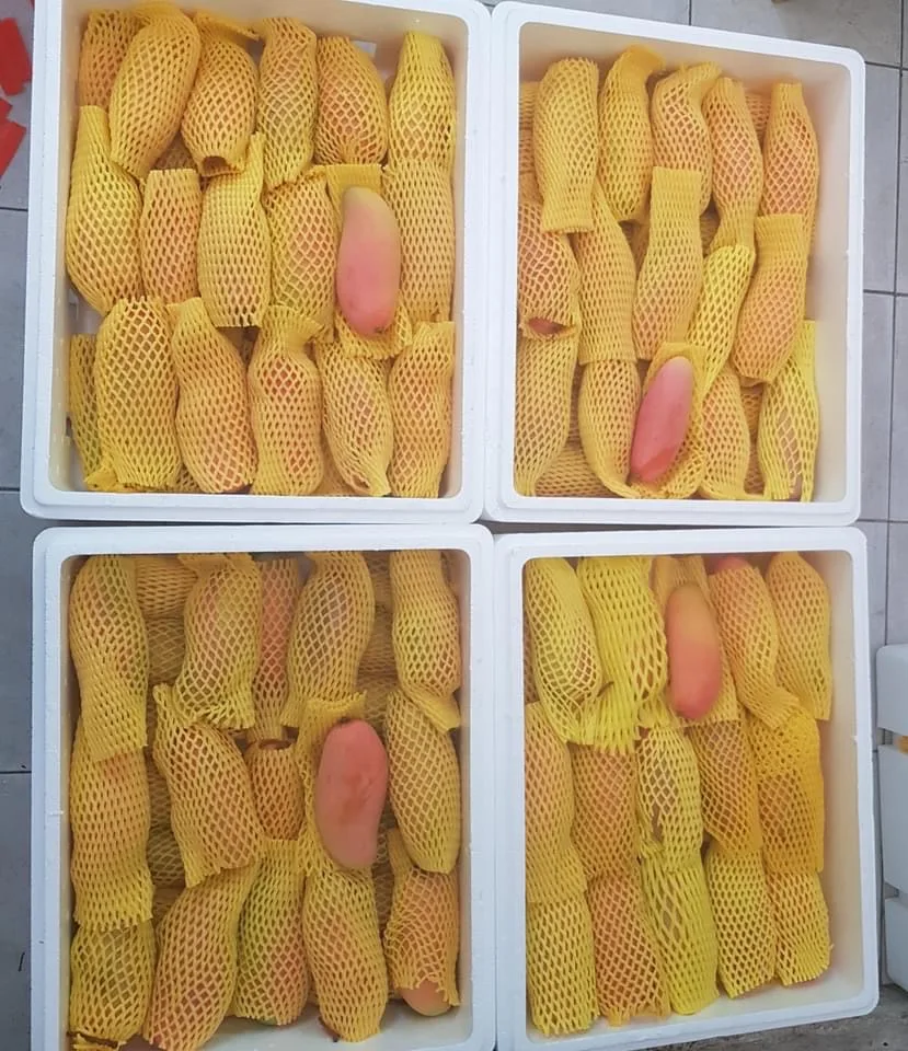 High Quality Thai mango (Pink) from Thailand sweet and soft (Export grade, Premium, Very sweet)