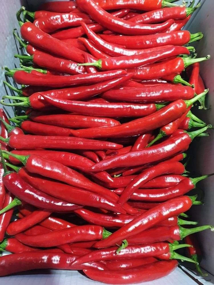 Single Spices and Herbs Fresh / Frozen Spicy Chili (Pepper) - Red Hot chili pepper wholesale