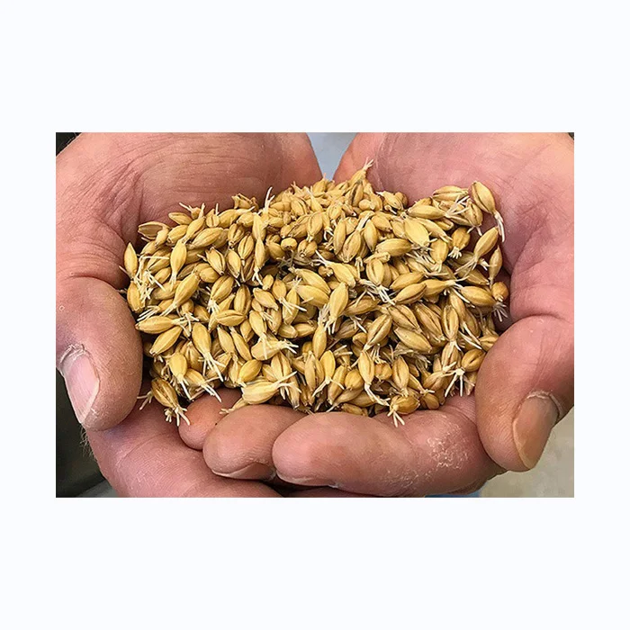 Самая быстрая доставка высокое качество крупное зерно ячменя оптовая продажа солодовый ячменный солод где можно купить ячмень по очень низкой цене