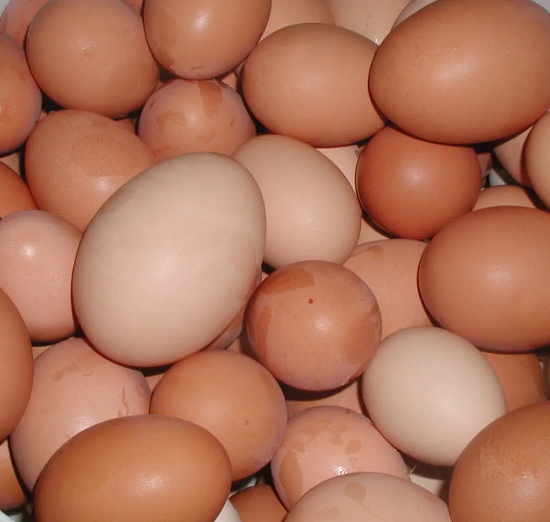 Supplier Chicken Eggs from Brazil Farms Cheap Direct Sale Organic White Chicken Eggs Broiler Chicken Eggs For Sale