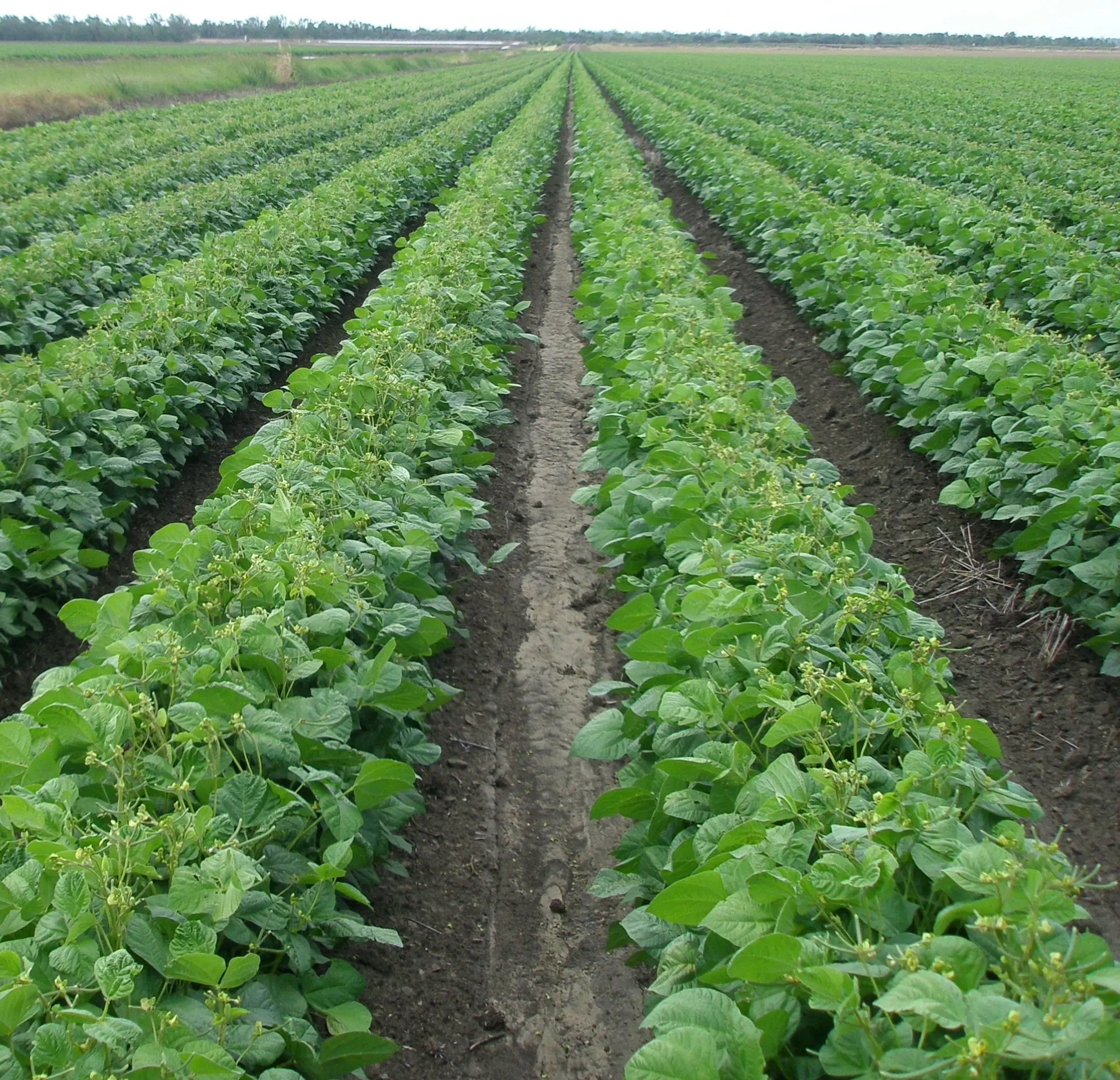 Wholesale Natural Organic High Quality Green Mung Beans Green Vigna Beans Green Gram Beans