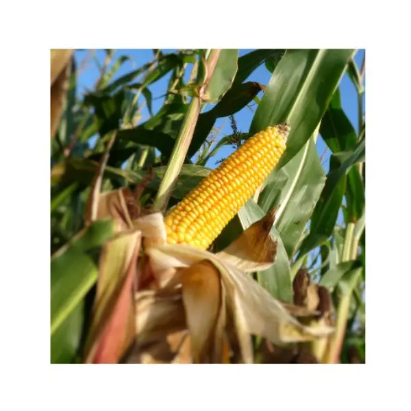 Buy Wholesale GMO Top quality Dried Yellow Corn - Maize Dry For Animal Feed For Export