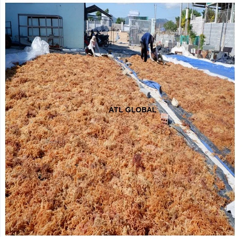 Sea moss gel wildcrafted raw superfood Irish moss/seamoss eucheuma cottonii  seamoss raw organic dried sea moss dried seaweed