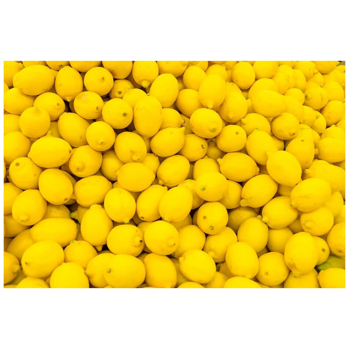 Wholesale High Quality Fresh Lemon Fresh Citrus Fruit For Sale Wholesale High Quality Fresh Lemon Fresh Citrus Fruit For Sale