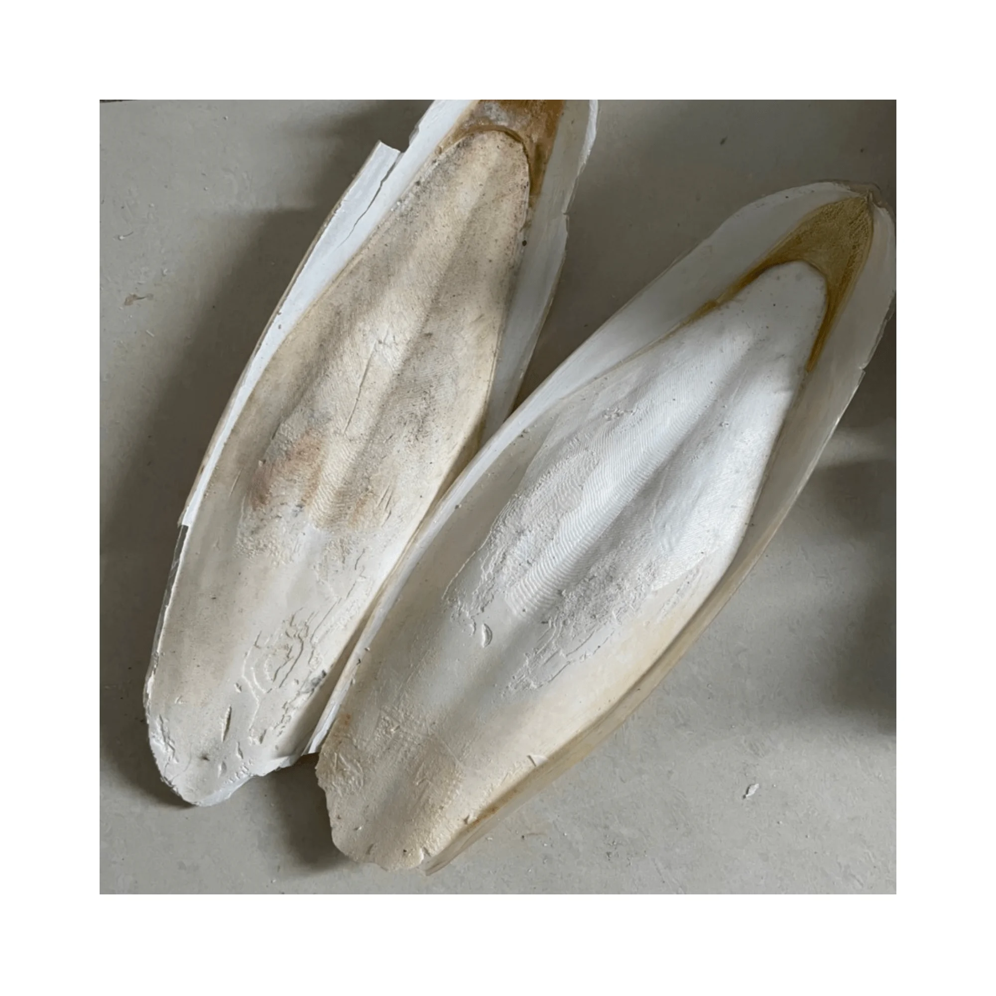 Dried Cuttlefish Bone - Fish Bones Dried Squid Bone With Competitive Price And Premium Quality Origin Vietnam 2024