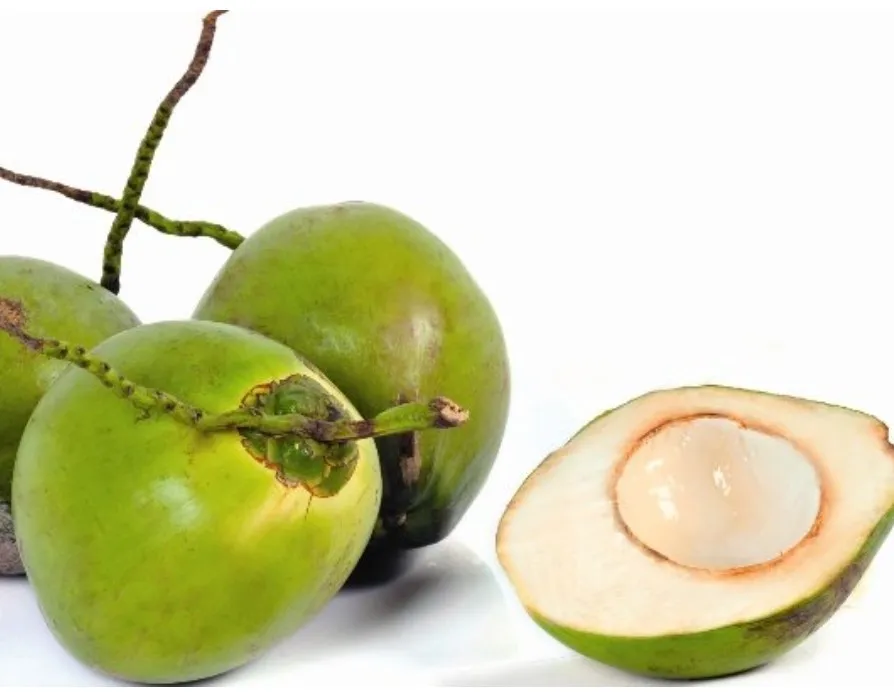 Coconut fruits of Vietnam New product cheap price Fresh green young coconut Top quality best price coconut for wholesales 2023