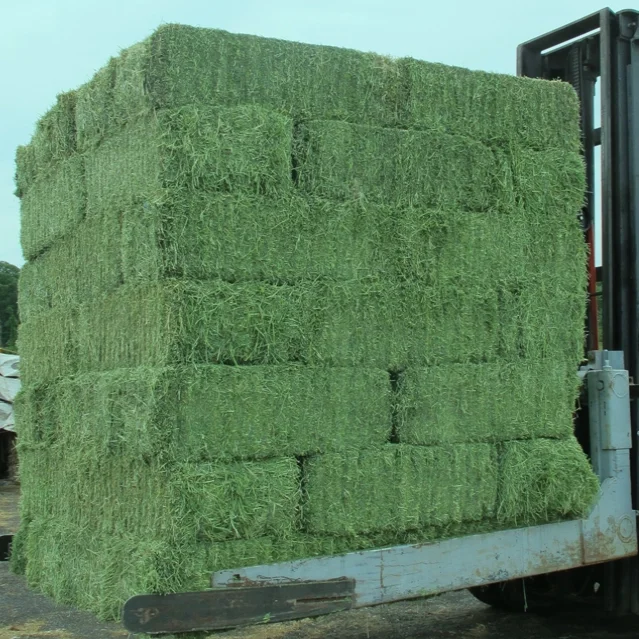Premium Alfalfa Hay - Best Quality Alfalfa Hay For Animal Feeding
