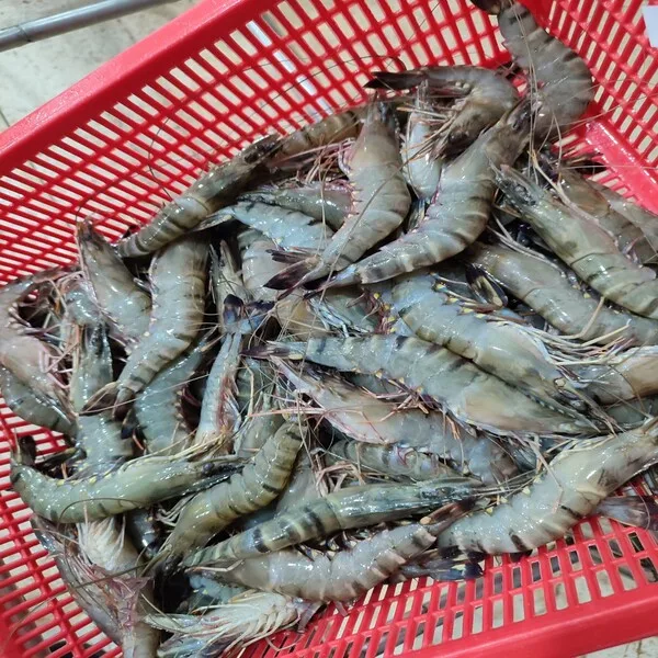 Giant Tiger Prawn No Additives Fresh Natural Whole Shape Raw Frozen Cooking Bulk Seafood Shrimp From Vietnam