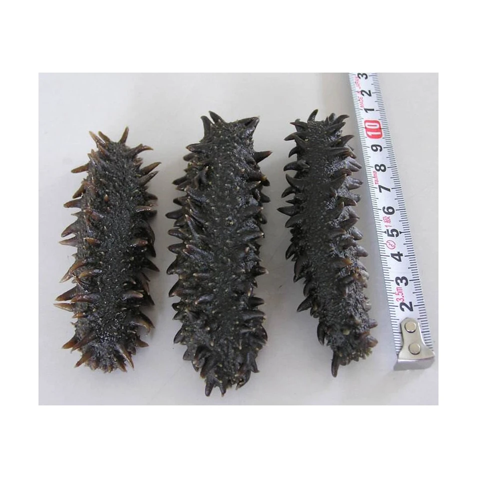 High Nutritional Value Dried SEA CUCUMBERS with Export Standard