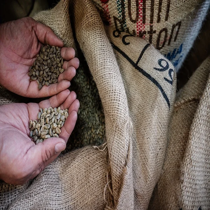 GUATEMALA Premium Green Unroasted Raw Coffee Beans Directly from Farm