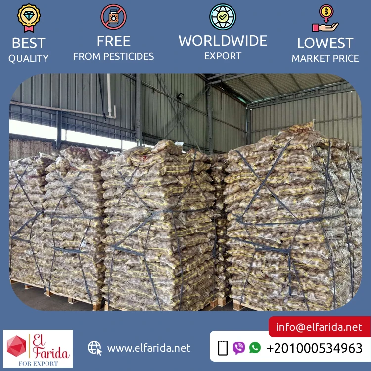 Bulk Quantity Supply High Quality Egypt Origin Export Natural Fresh Vegetable Big Size Potatoes Spunta Diamond Lady Rosetta
