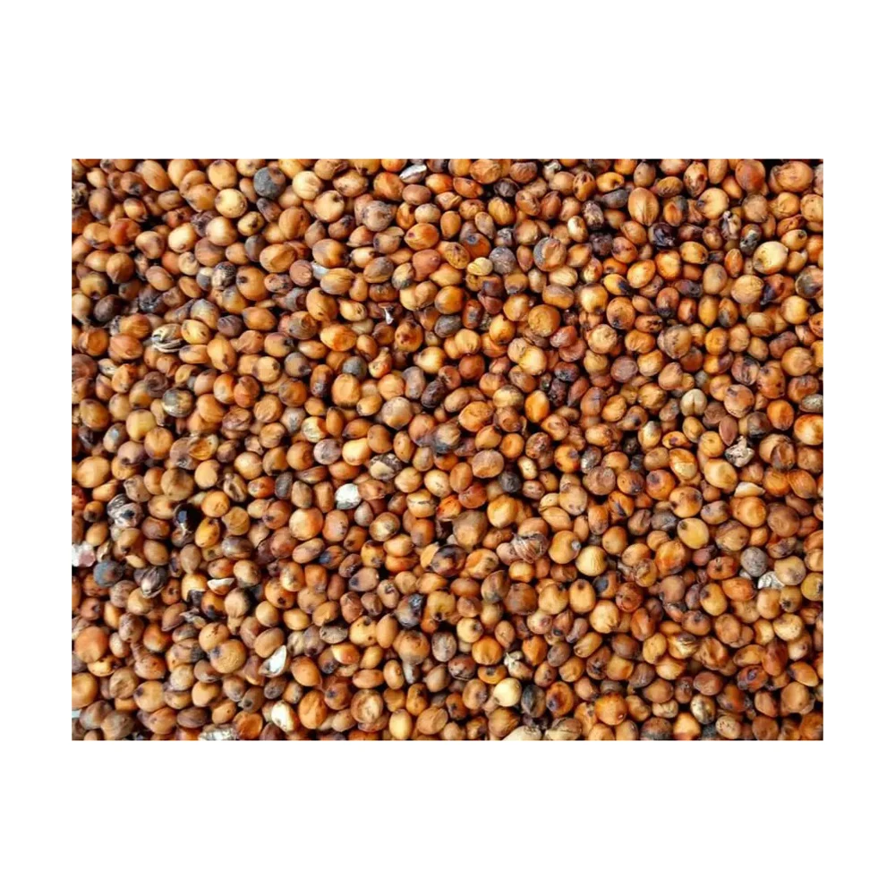 High Quality Red Sorghum Grain for sale