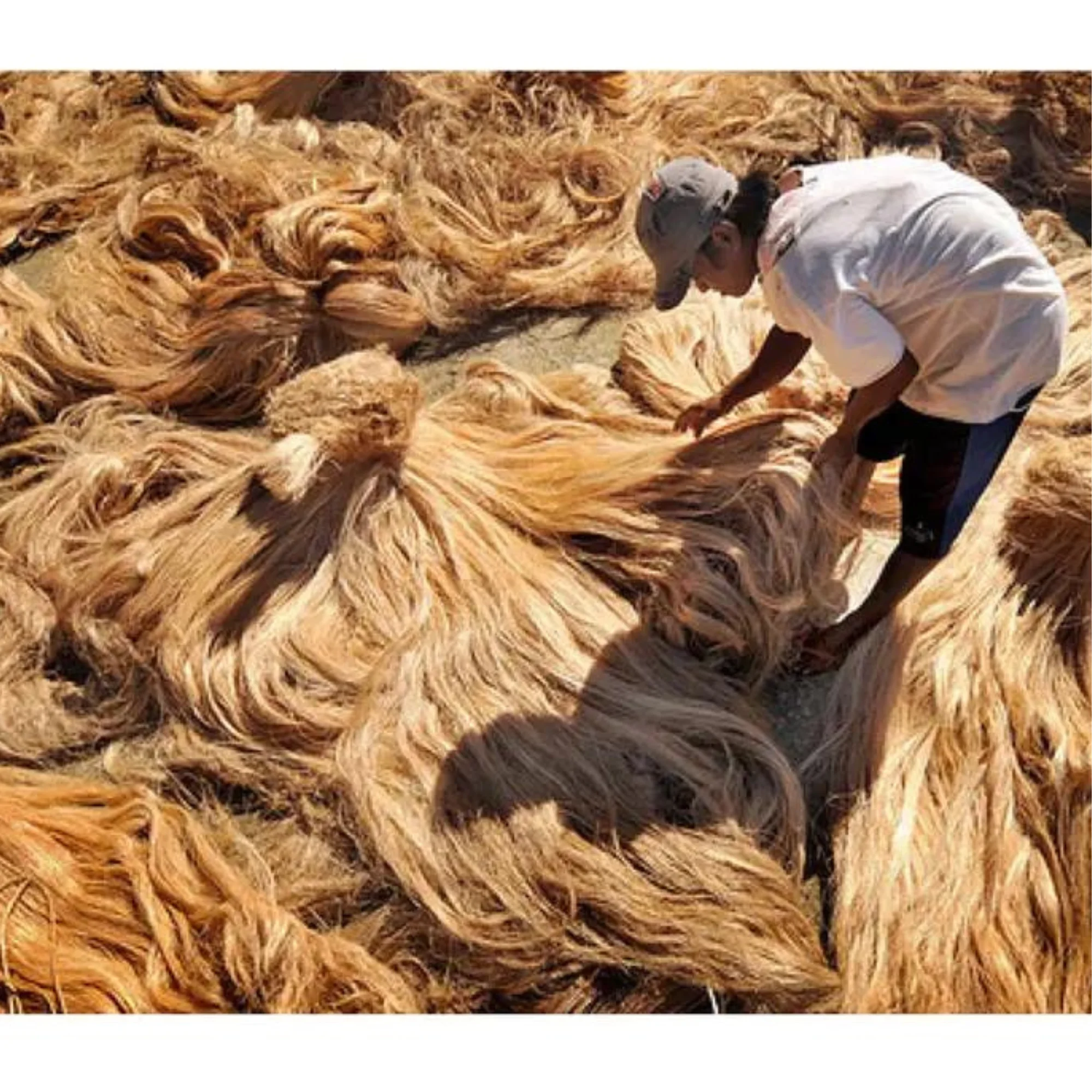 Необработанное банановое волокно 100% чистого банана высокого качества по лучшей цене