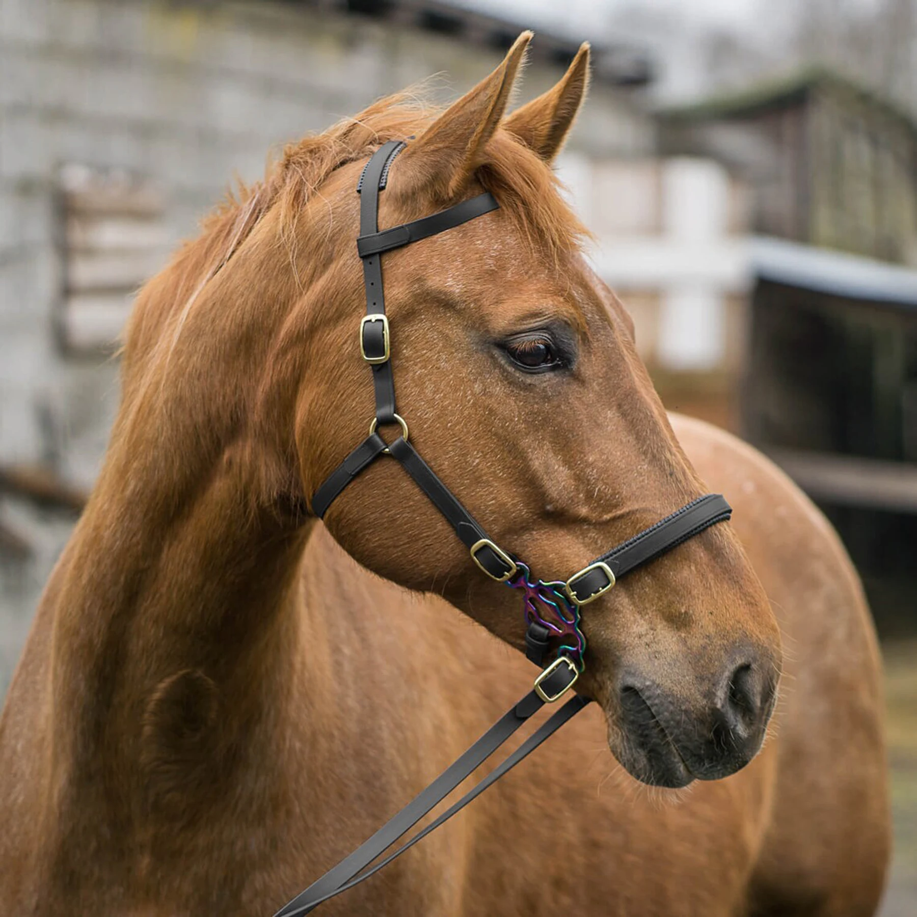 PVC Vegan Leather BioThane Bridle for Horse Stable Riding Equestrian Dressage with Brow Band Noseband and Nylon Rope Headstall
