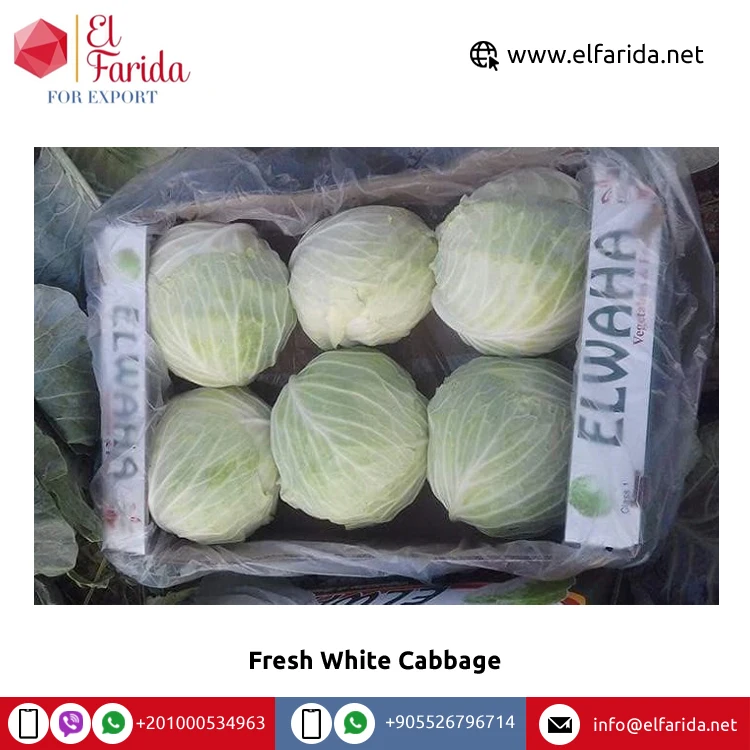 Wholesale Supplier of Good Quality Top Selling Egypt Origin Variety Vegetables Fresh White Cabbage at Competitive Price