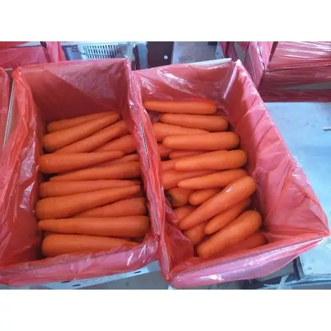 Fresh Vegetables Supplier Fresh Carrots Best Price Carrots New Crop Red Carrots