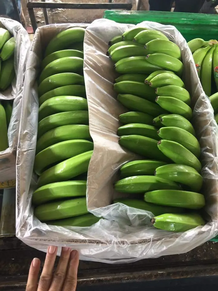 Hot Sale Export Quality Standard Fresh Cavendish Banana With High Quality Common Cultivation Natural Bananas From Vietnam