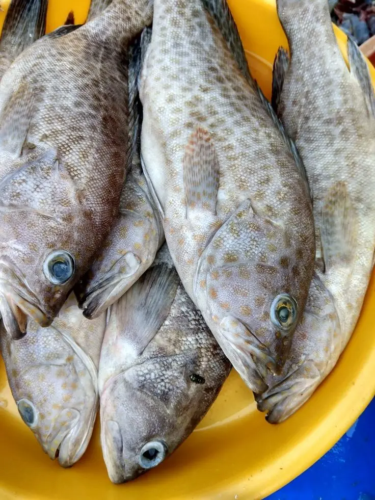 SUPPLY CHILLED FRESH GROUPER FISH