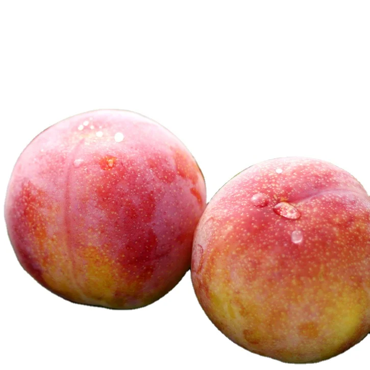 Summer Angel Fresh Plum from Japan