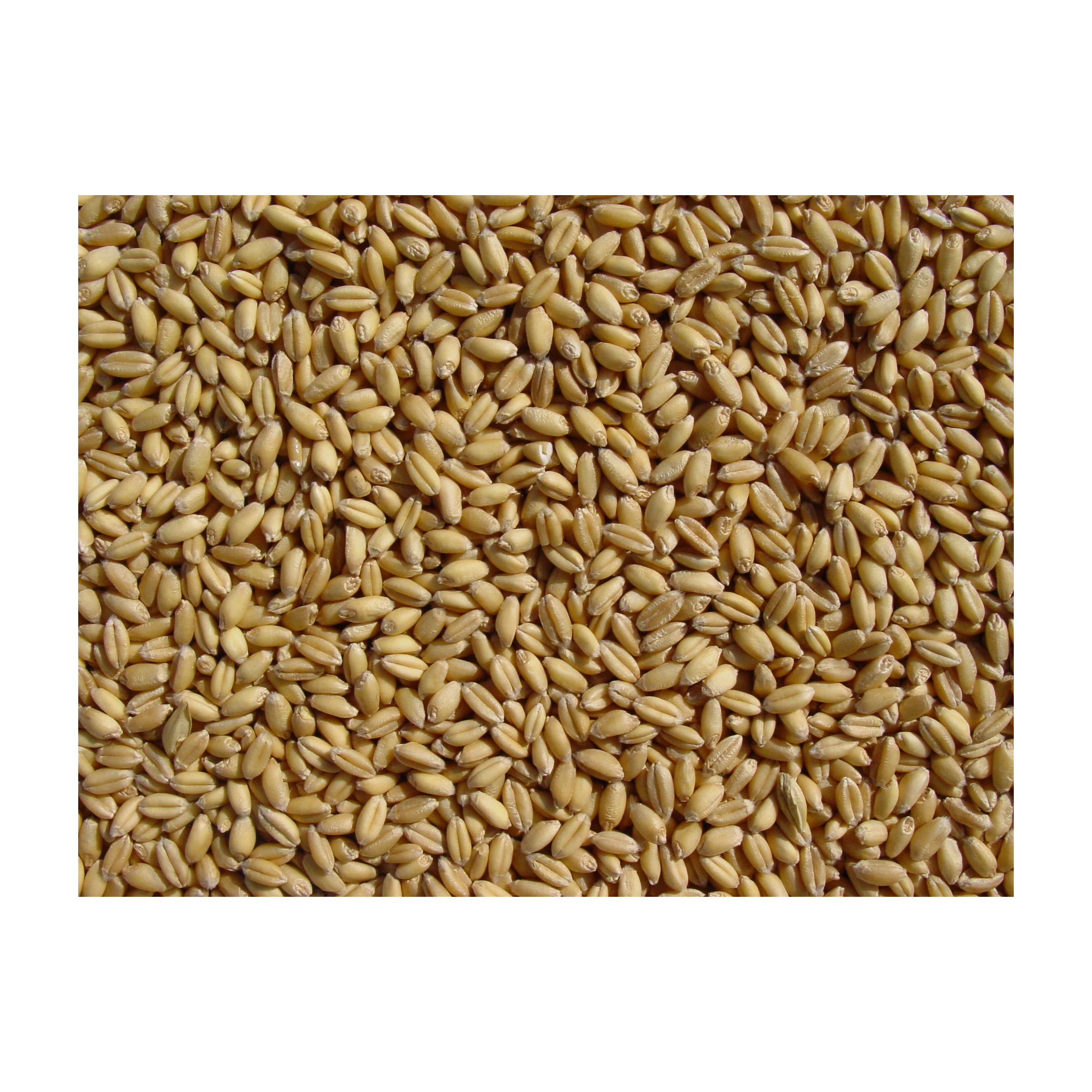Wheat grain for sale in bulk