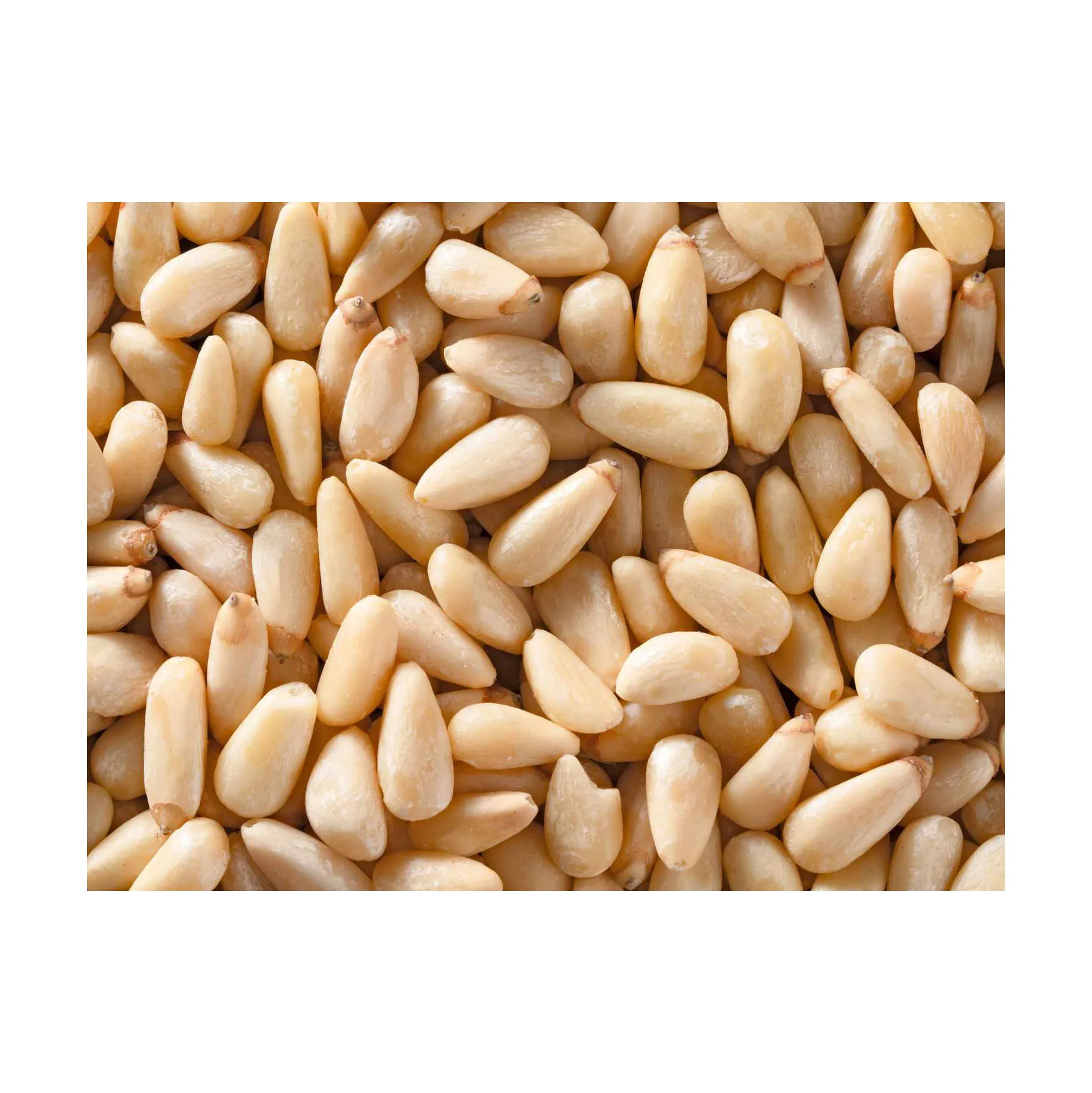 Good Quality Top Selling Pine Nuts Chilgoza Available In Custom Packing