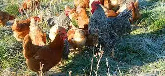 Fish Meal Powder For Animal Feed For Horses and Chicken Poultry Farms Export Good Quality With Customized Packing