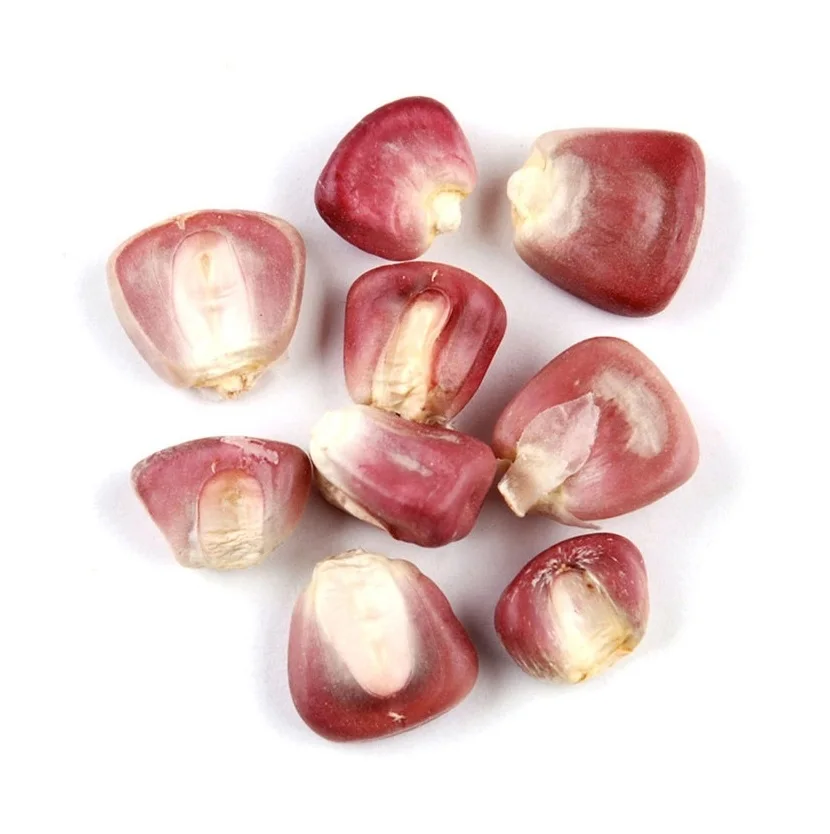 Red corn Maize - Wholesale Canadian Sweet Red Corn For Animal Feed