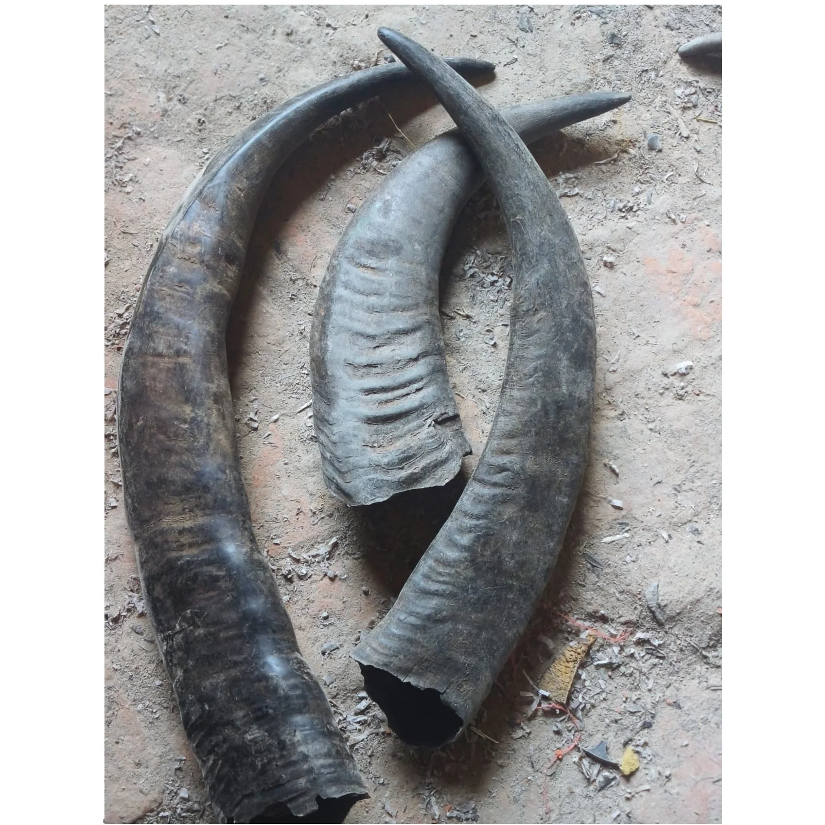 Buffalo Horn / Raw Tips Used for Bow and Blowing Long Plates