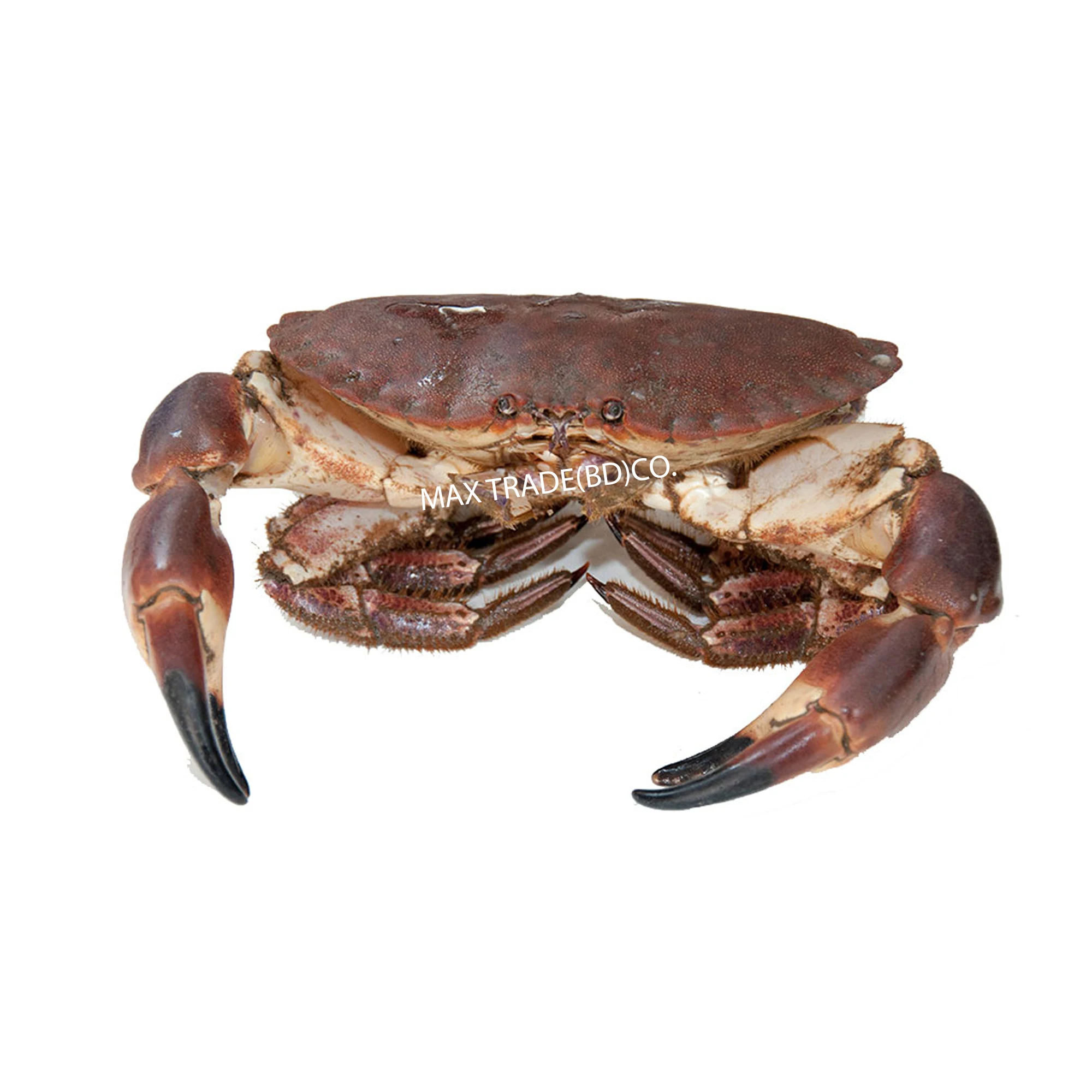 Affordable Quality Wholesale Cheap Price Export Oriented King Crab Fresh New Supplier King Crab For Sale From Bangladesh
