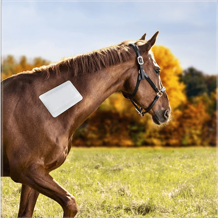 Fuluo Factory OEM custom animals medical adhesive foam bandage high elasticity breathable horse bandage latex free for sale