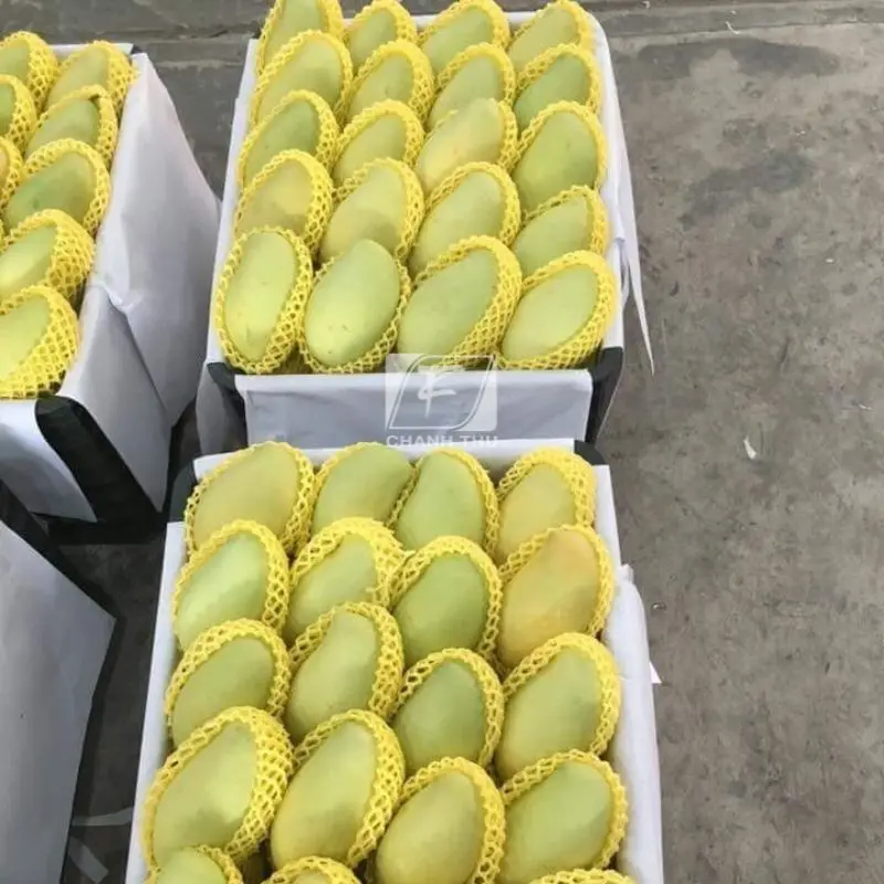 Mango Export Cat Chu  Packing High Quality Carton Type Sweet Taste Mango Export From Vietnam