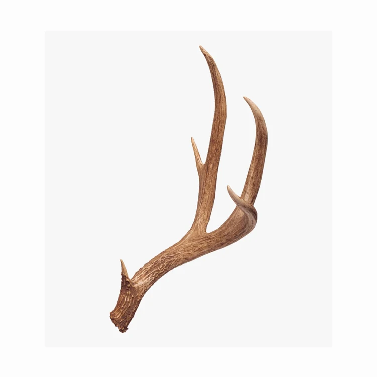 Natural Whole Red Deer Antlers
