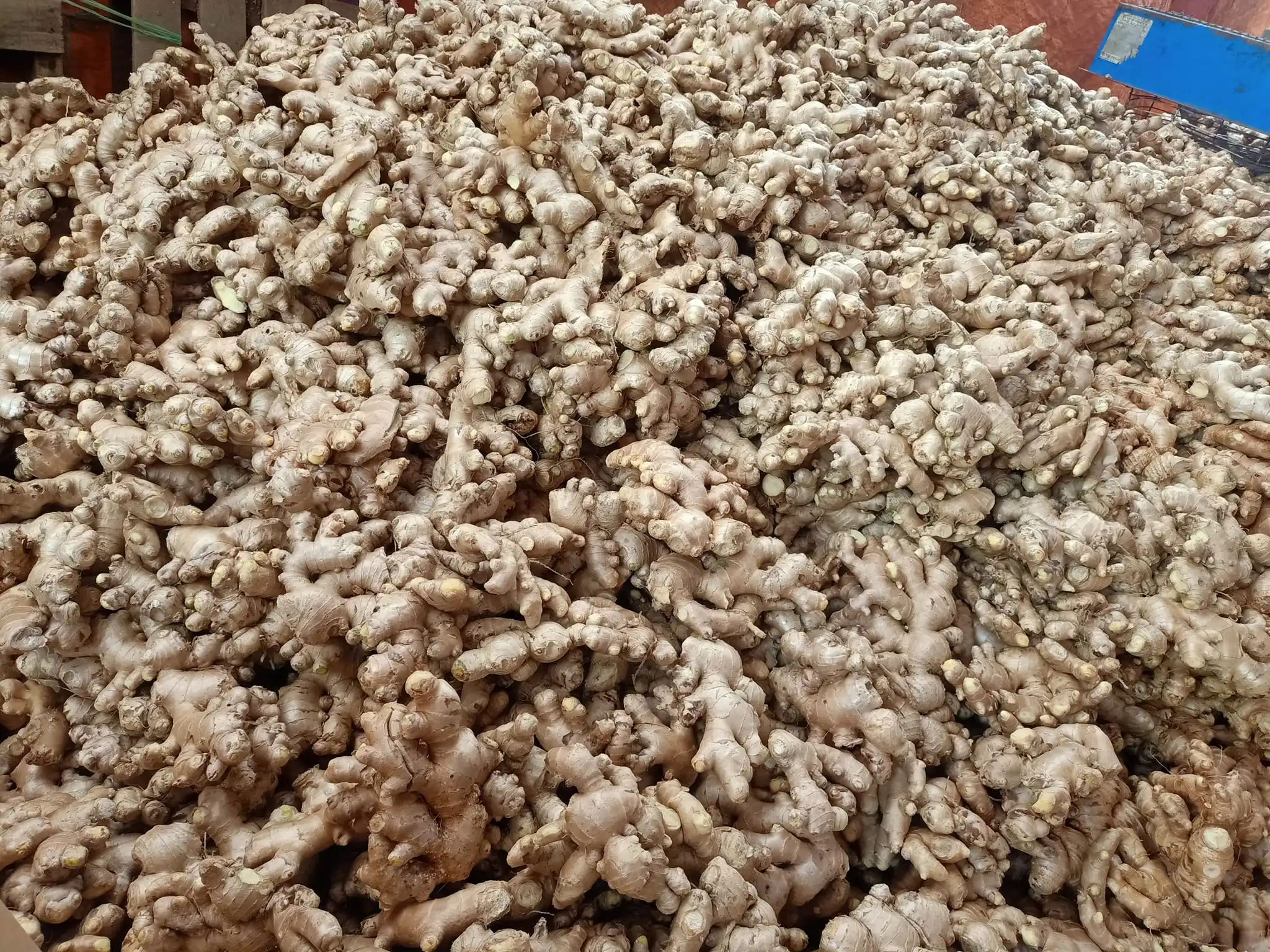 Vietnam FRESH GINGER suppliers and manufacturers Air Dried Ginger 0084971886886