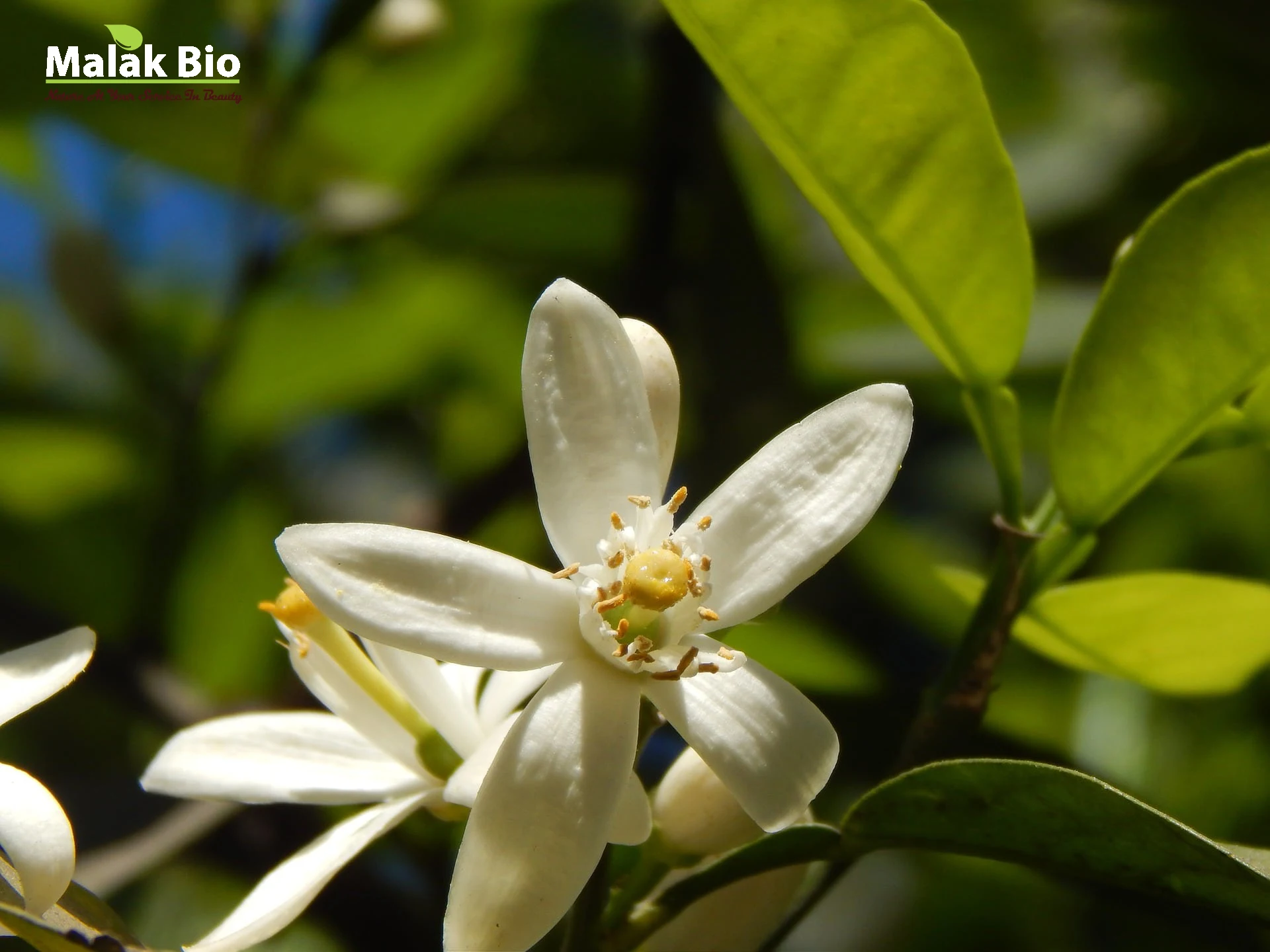 hydrolat-fleur-oranger.jpg