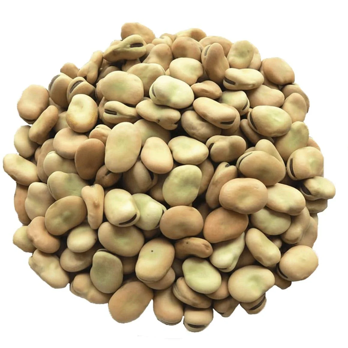 new crop Broad Beans of price
