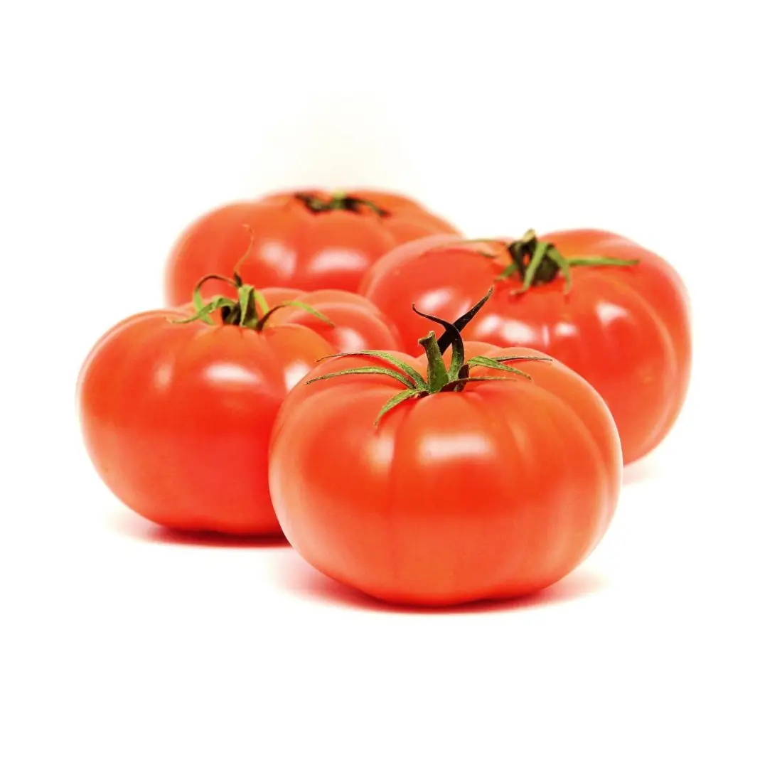 Good Quality Original low cost Fresh Beef Tomato / Cherry Tomato / Fresh Plum Tomatoes for Sale