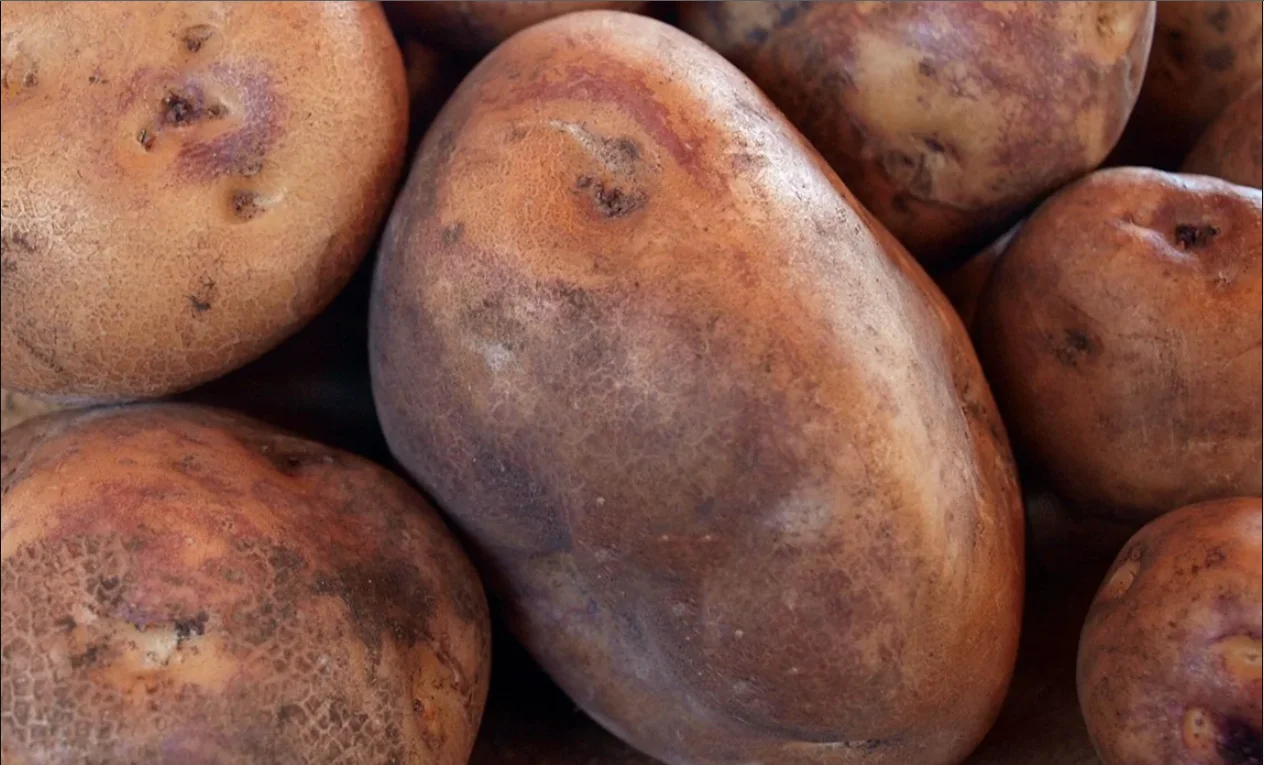 potato high quality new crop fresh Potato with per ton good price for wholesale fresh potato  professional export 2022 new fresh