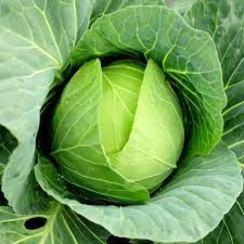 Зеленая капуста чудо-оп