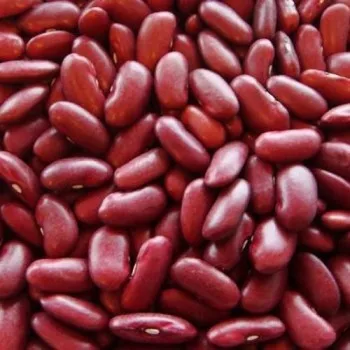 Kidney Beans available for sale at best price