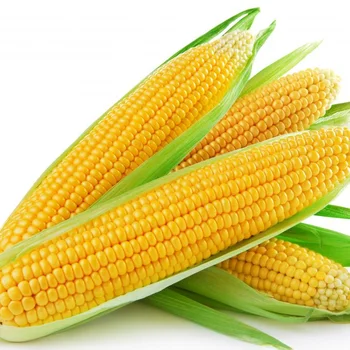 Bulk White/yellow Corn for Sale