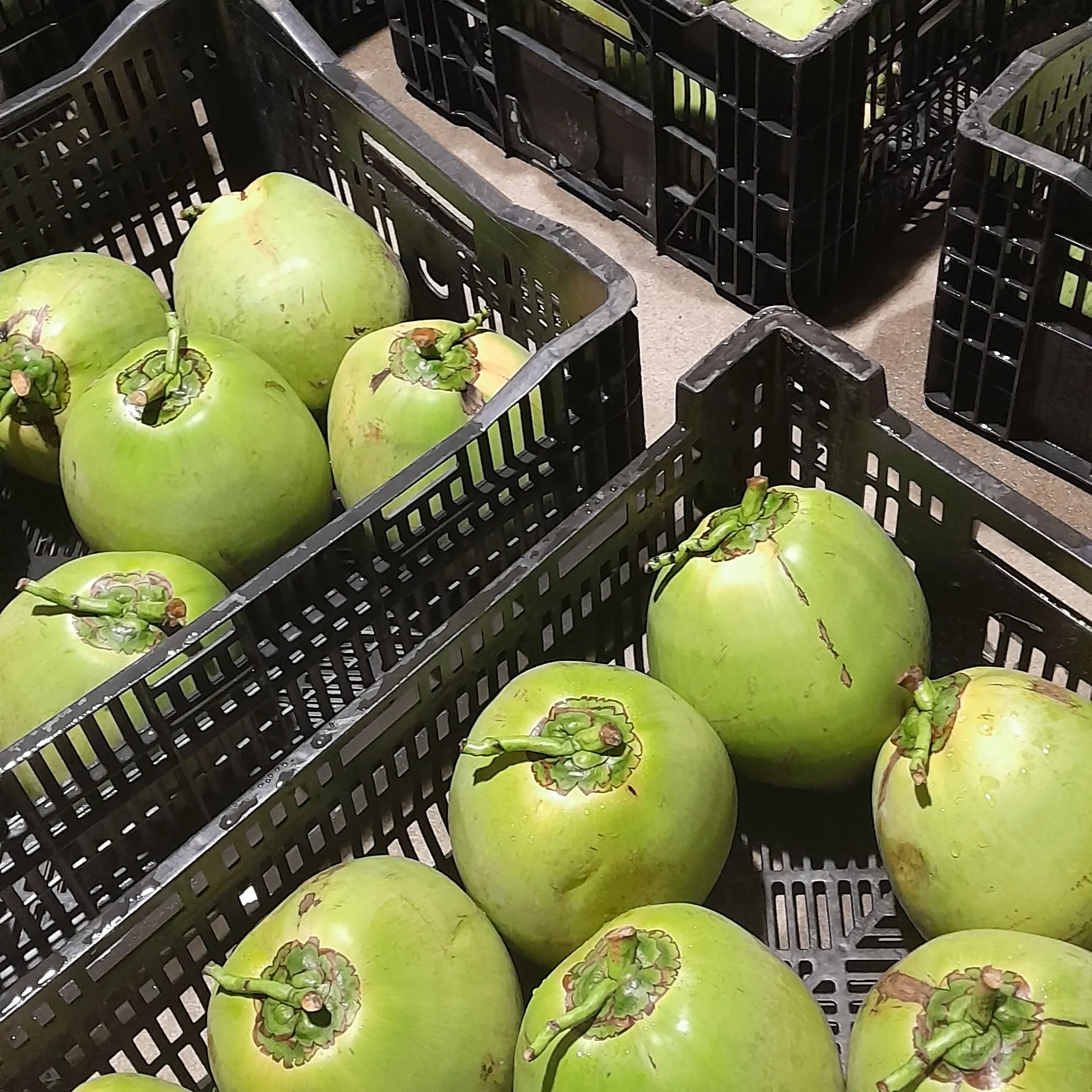 Coconut fruits of Vietnam New product cheap price Fresh green young coconut Top quality best price coconut for wholesales 2023